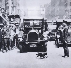 lolcatstopstraffic1920s